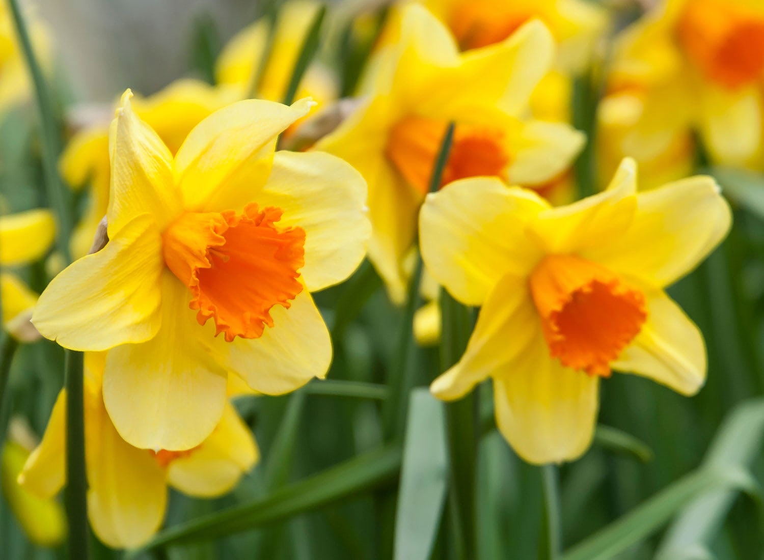 Yellow daffodils with orange centers blooming in a sunny spring garden
