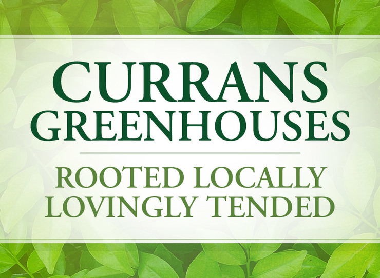 Currans Greenhouses Rooted Locally, Lovingly Tended