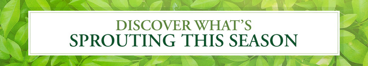 Discover What's Sprouting This Season