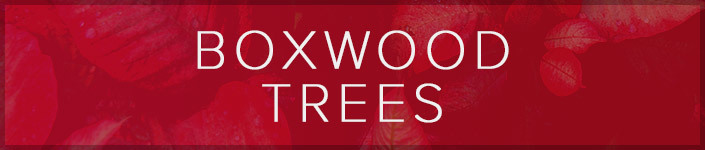 Boxwood Trees