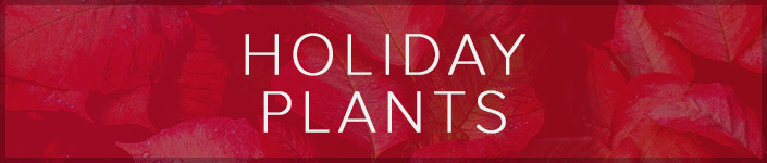 Holiday Wreaths