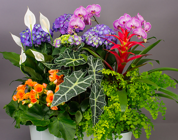 Indoor Flowering Plants