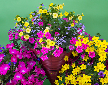 Outdoor Hanging Plants