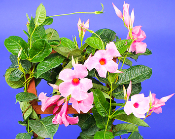 Outdoor Plants
