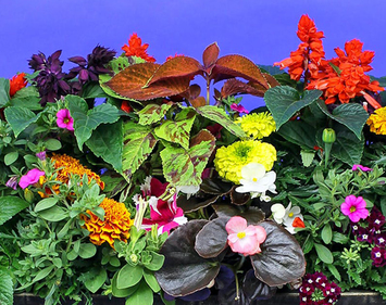 Memorial Day Plants