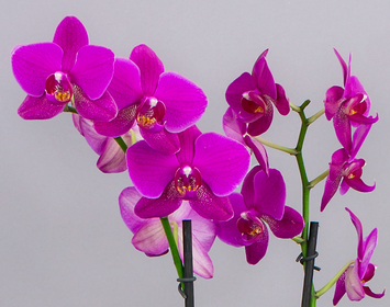 Orchid Plants