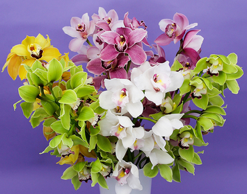 Orchids