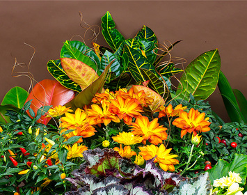 Seasonal Outdoor Autumn Plants