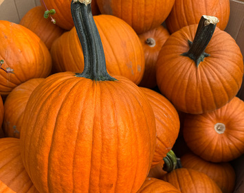 Gourds and Pumpkins