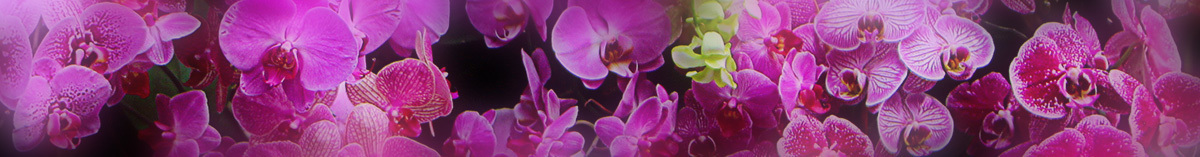 Exotic Orchids & Orchid Plants - Currans Flowers - Same Day Delivery