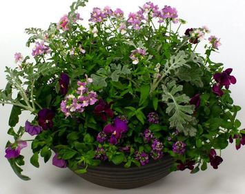 Spring Plants