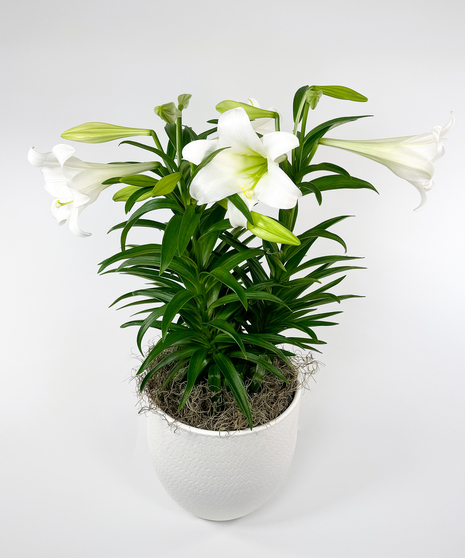 Currans Triple Stem Easter Lily