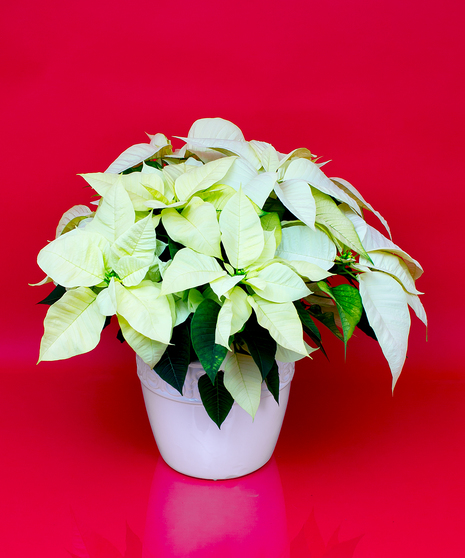 White Poinsettia Plant