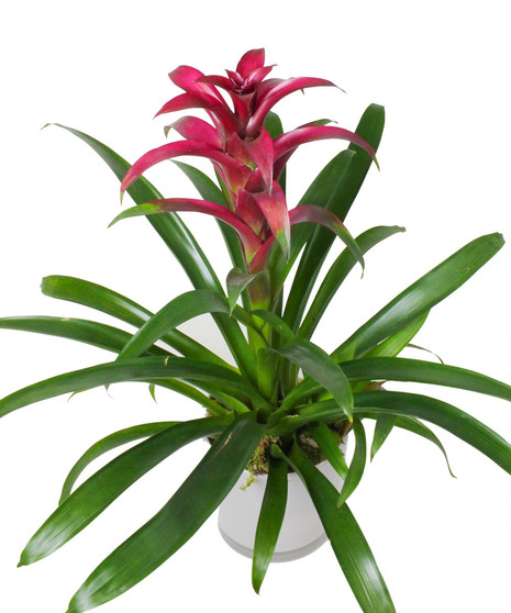 Bromeliad Plant