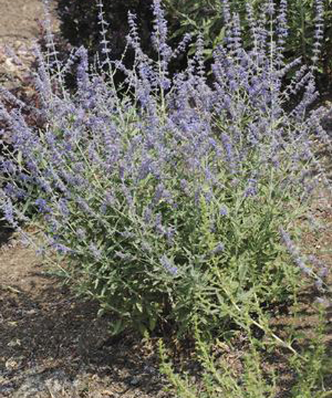 Russian Sage