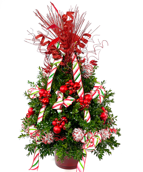 Festive Garland boxwood Tree