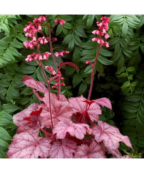 Coral Bells / Heuchera