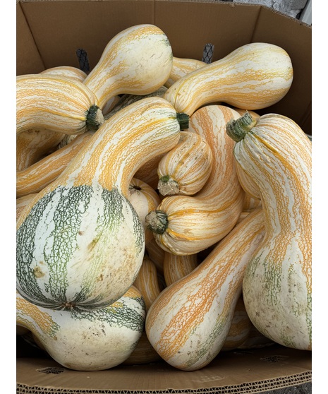 Cushaw Pumkin