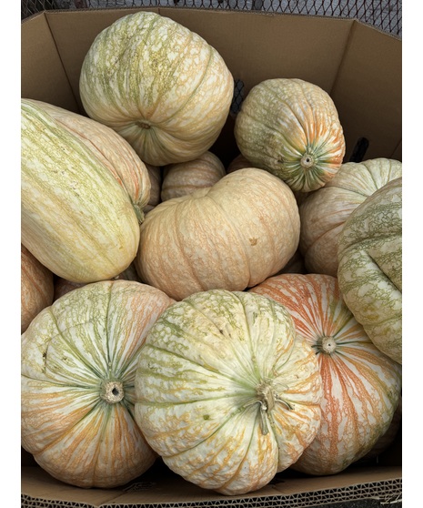 One Too Many Pumkin