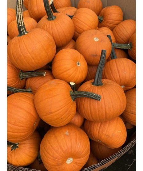 Sugar Pumkin