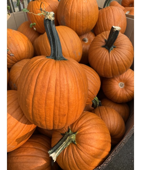 Large Carving Pumpkin