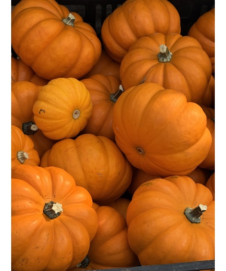 Mini Pumpkin