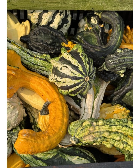 Gourd - Assorted