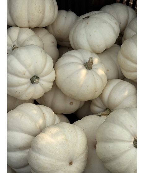 Mini Pumpkin -White