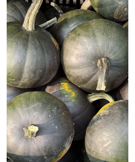 Gourd - Black Bear