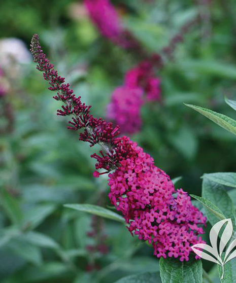 Butterfly Bush