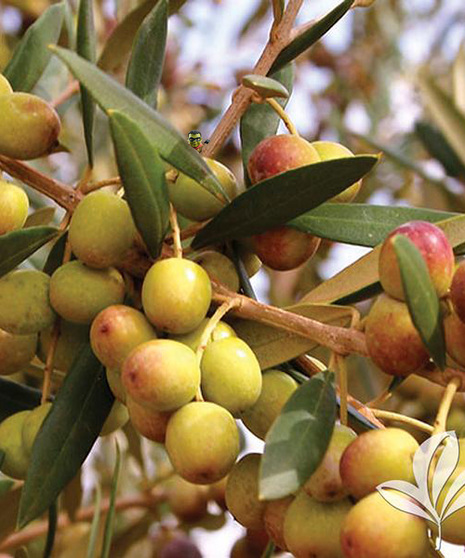 Olive Tree