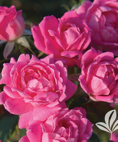 Rose Bushes