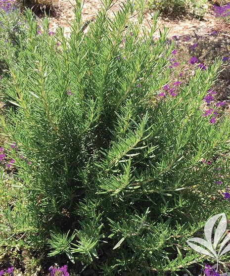 Rosemary Plant