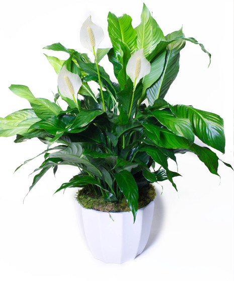 Peace Lily Floor Plant