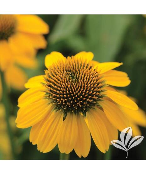 Echinacea / Coneflower