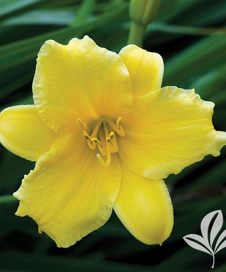 Day Lily