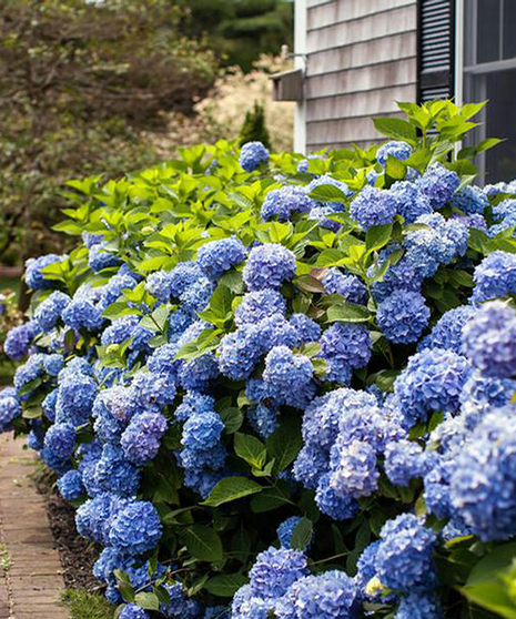Perennial Hydrangea