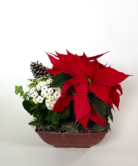 Vintage Square Poinsettia Planter