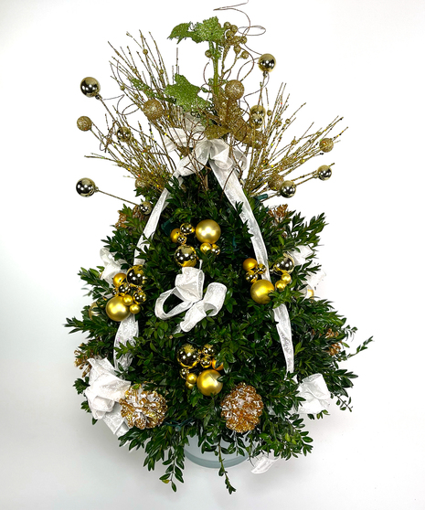White Frost Boxwood Tree