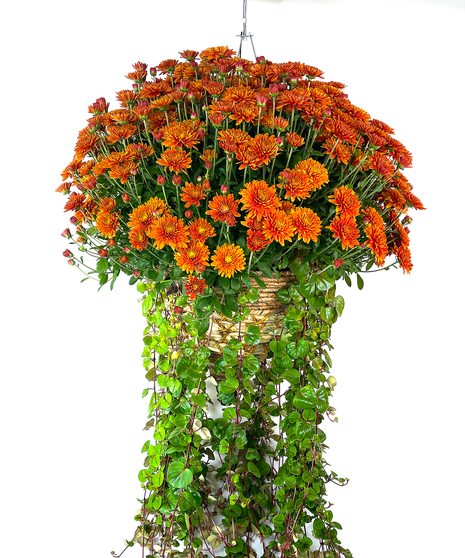 Hanging Mum Cone