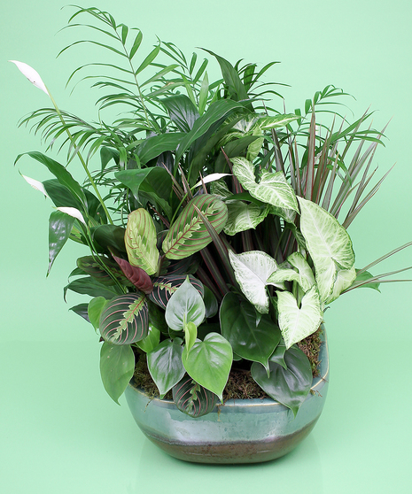 Dish Garden -Same-day Delivery to Danvers, MA - Currans Flowers