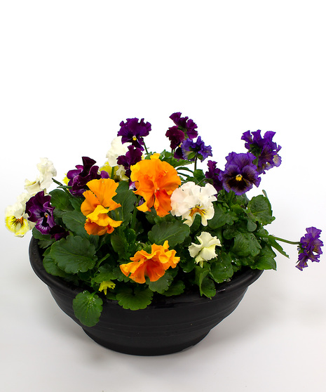 Pansy Bowls