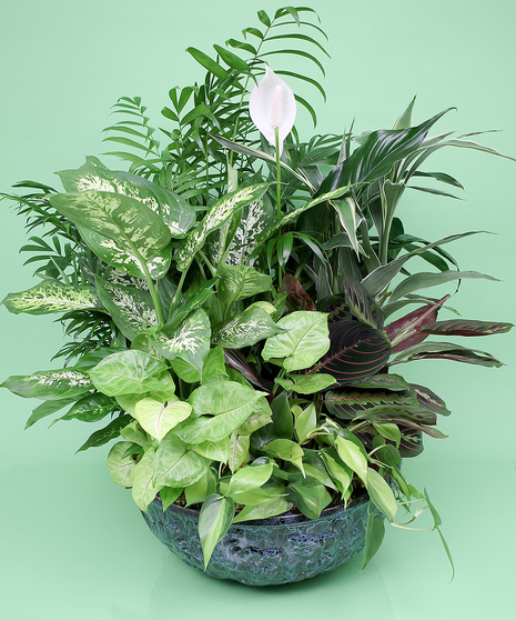 Dish Garden -Same-day Delivery to Danvers, MA - Currans Flowers