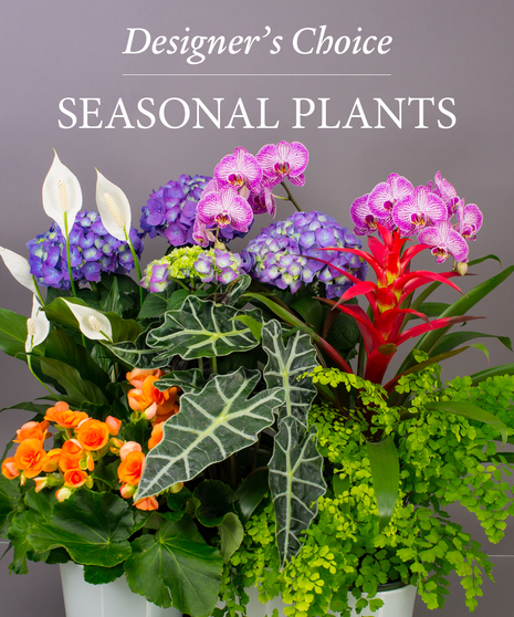 Plants