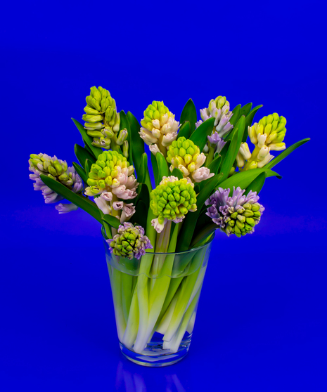 Our dutch Hyacinth vase is a collection of premium grade fragrant Hyacinth grown in Holland and placed in our Dutch Conner Vase. 