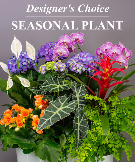 House Plant Delivery to Danvers, MA - Same-day - Currans Flowers