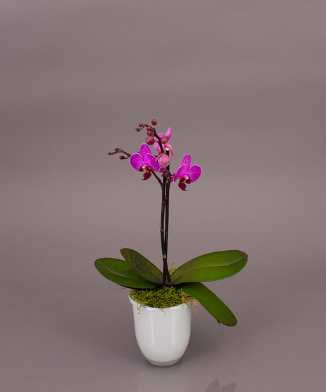 Belita Phalaenopsis Orchid