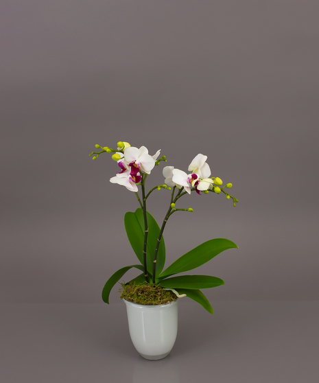 Our Belita Orchid is a beautiful phalaenopsis orchid in one of our imported dutch conical vases. Perfect for the home or office and for any occasion.