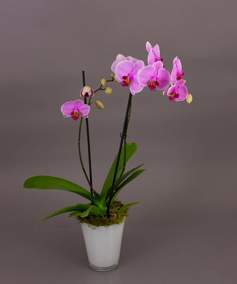 Pink/Purple Bonita Phalaenopsis Orchid in White