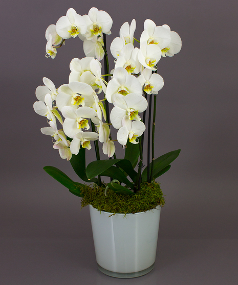 White Bonita Phalaenopsis Orchid in White